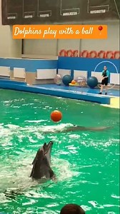 Amazing Dolphins play with a ball 📍