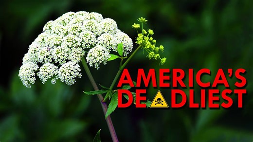 The Deadliest Plant in North America