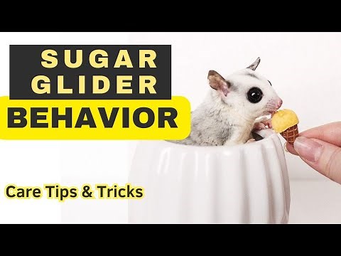 Sugar Gliders are like TODDLERS | care tips and tricks