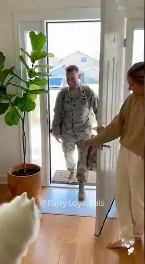🥰🥰 Tears and Tail - wags: Soldier's Homecoming and Dogs' Love！#dog