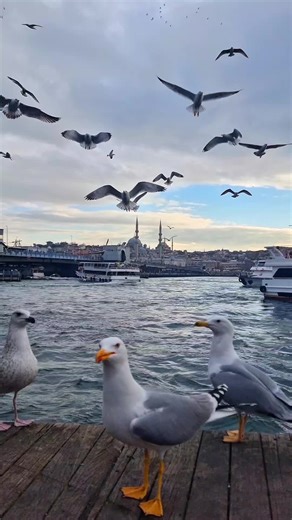 Exploring Istanbul: A Journey Through Life and Culture