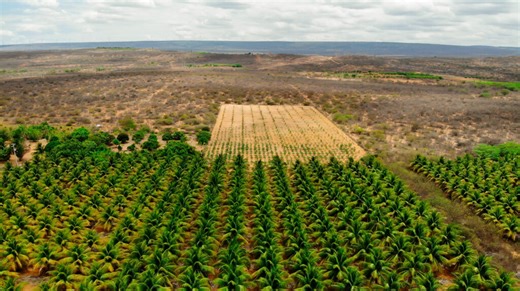 In Brazil’s Semi-Arid Region, Small Farmers Work Exhausted Lands, Hoping a New Government Will Revive the War on Desertification - Inside Climate News