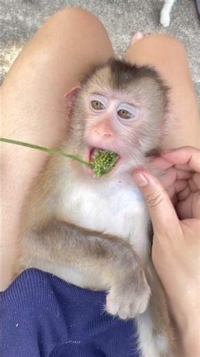 To prevent the baby monkey from eating those unhealthy things, I cleaned everything up.🫛🫘🫘🫘