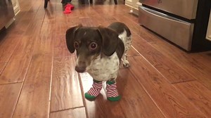 137K views · 1.2K reactions | Socks are for stealing not wearing  #mumproblems #christmassocks | Frankie & Zoey | Facebook