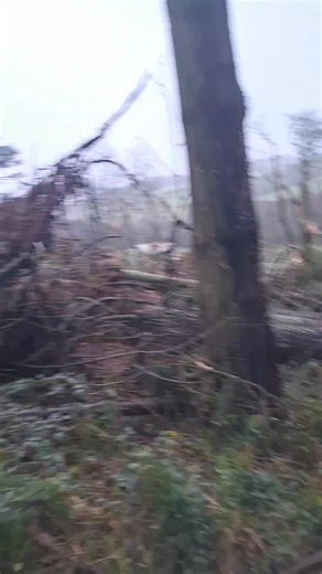 🚨 Tehidy Woods The west entrance by Coombe holl is completely blocked by fallen trees after Storm Goretti and is not accessible. South Drive by the café and toilets is still fully open. East Lodge car park has trees down across the path but you can get around them if you don’t mind mud and walking through the woods. I didn't venture up to the north cliffs car park but there are multiple paths in that area so I imagine it is accessible. | Cornish News