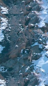 Snow leopards, or "ghosts of the mountains" as they are known in some parts of the world, have earned an almost mythical status for their stealthiness and camouflage skills. The big cats are so perfectly adapted to their harsh mountainous habitat that even spotting them against a rocky backdrop can be near impossible. #nsibidi #leopard #wildlife #leopardprint #nature #animals #wildlifephotography #bigcats | Nsibidi