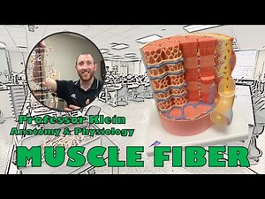 Muscle Fiber Model
