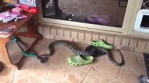 8.5K views · 302 reactions | This nice size python was up to some...