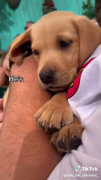 The goodest boy ❤️ #puppytok #cutepuppy #cute #PuppiesOfTiktok #puppy