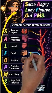 External Carotid Artery Branches in 20 Seconds | Best Anatomy Mnemonic 👑
