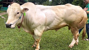 786K views · 7.5K reactions | Sapi lucu paling unik se Indonesia | Pesona wisata kita | Facebook