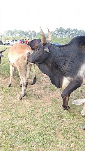 Difference Between Cow, Ox & Bull 🐄🐂 | Full जानकारी #cow #strongbull