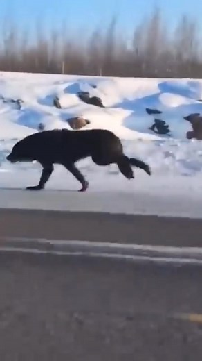 Alpha wolves running go way