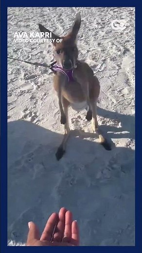 Pet kangaroo roams around Fort Myers Beach