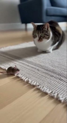 “The Most Awkward Face-Off Ever 😂🐱🐭”