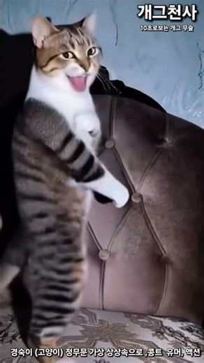 경숙이(고양이) 정무문 상상속으로 들어가 무술 액션,아~뵤,개그야,개그시트콤,개그천사유튜브,10초로보는영화,10초로보는 동물개그,10초로보는액션,재미,유머,가상동물,콩트,가상설정,
