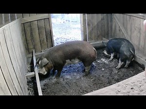 Breeding Hogs (Artificial Insemination)