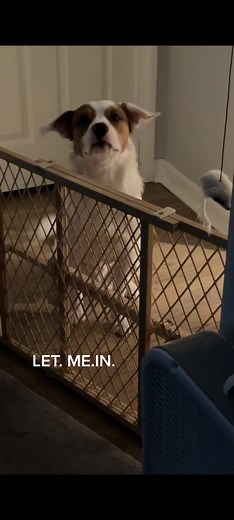 Funny Talking Dog Quality Control Meme