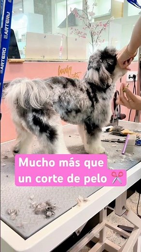 Luxury Pets Madrid | Peluquería canina premium 🐾✨
