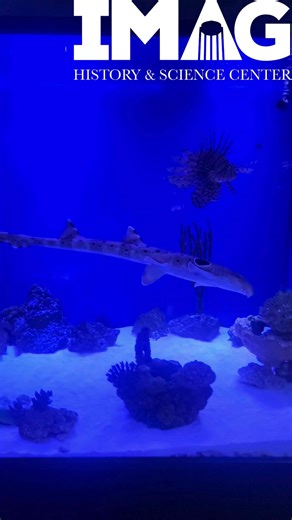 Have you visited Paulette the epaulette shark in the IMAG Animal Lab? You might have caught her doing something very interesting! Epaulette sharks are also known as walking sharks due to their ability to walk on their fins across sandy reef bottoms or tide pools, and as you can see, they're dextrous enough to walk backwards. All the better to go sniffing through the sand for snacks! Come check out Paulette and other amazing animals like axolotls, snakes, and more in the IMAG Animal Lab! #myfortm