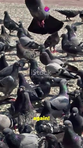 Catfish vs Pigeons: Nature's Unexpected Battle!