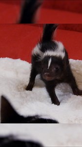 328K views · 22K reactions | This baby skunk puts his adoptive littermates in an awkward position...令 #TooCute! #skunk #cats | Animal Planet | Facebook