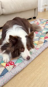 2.8K reactions · 285 shares | Protect your couch from furry children with our garden chic cotton cover.Handmade quilting and gentle color scheme blend well into home design.Thickened and scratch-resistant for long-lasting protection. | FUNNYFUZZY | Facebook