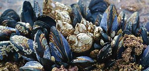 OFFSHORE MUSSEL FARM RESTORES SHELLFISH REEFS TO ENGLAND’S SOUTH COAST AFTER 150 YEARS