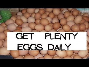 10 best tips to Make your layer birds lay plenty eggs