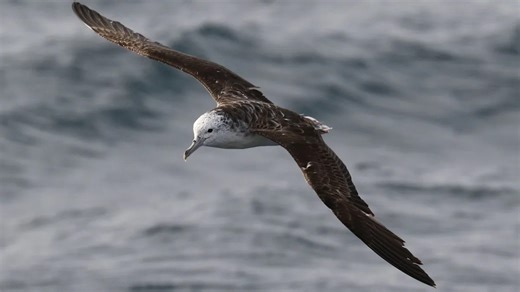 These seabirds poop on the fly (literally)