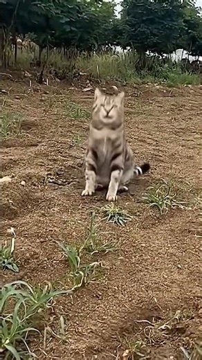 Cats Start Breakdancing, Doing Simple Spins and Poses #shorts #funny