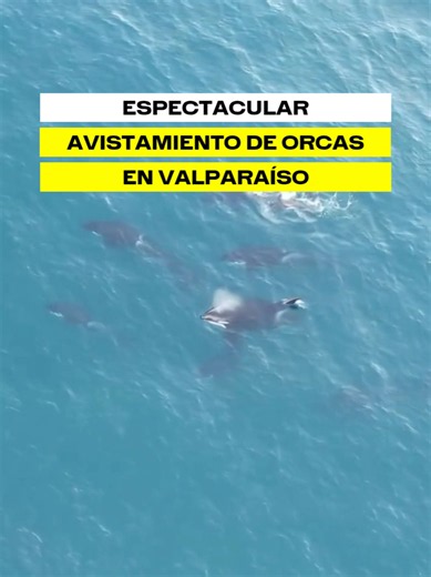 Orcas en Valparaíso: avistamiento en la bahía hoy