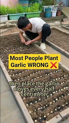The Knack for Growing Garlic Well | Smart Planting Techniques for Big Garlic Bulbs 🌱🧄#farming #usa