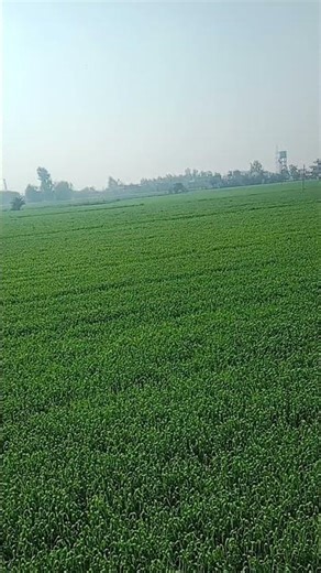 #hindisong #youtubeshorts #funny #lifeisbutadream #viral #viralvideo #viralshorts