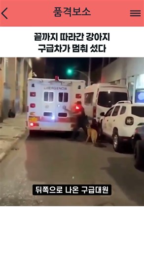 끝까지 따라간 강아지 구급차가 멈춰 섰다