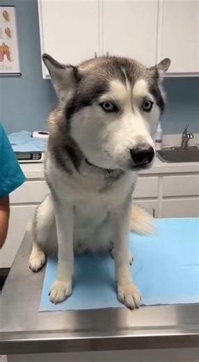 71K views · 424 reactions | A hilarious clip shows a fluffy dog at the vet clinic, eyes wide in pure panic as the needle comes out | Funniest Videos On The Internet | Facebook