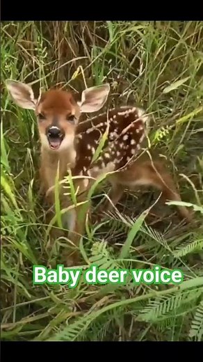 Deer fawn voice || baby deer sound || baby deer #shorts #love #youtubeshorts #viral #status #nature