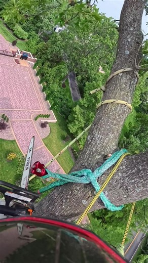 Essential Tree Work Tips for Families