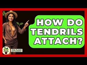 How Do Tendrils Attach? - The Plant Enthusiast
