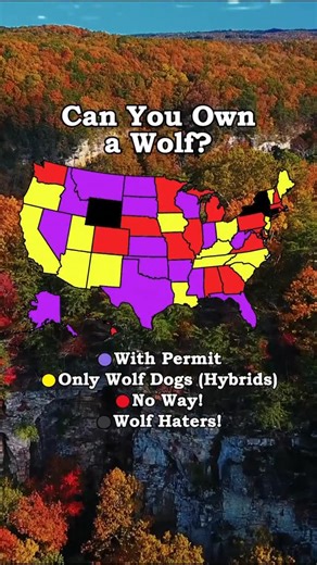 @lyonzila on Instagram: "Can You Own a Wolf in the United States? 🐺🇺🇸 They look powerful, wild, and mysterious — but owning a wolf is a whole different story. 🤔 Laws vary dramatically by state, and most places treat wolves as protected wildlife rather than pets. Some states ban ownership completely 🚫, others allow it only with special permits, and a few have gray areas involving wolf-dog hybrids. This map breaks down where it’s legal, restricted, or outright illegal across the U.S. 🗺️ Woul