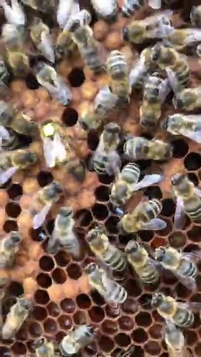 asiknya ternak lebah #ternaklebah