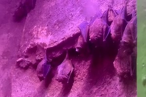 Bats hunt by making high-pitched sounds then listening for the echoes of those sounds as they bounce off potential prey! To support your San Antonio Zoo, please visit: sazoo.org/recovery | San Antonio Zoo