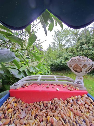 Erst Schlemmen, dann Abflug: Eine Elster zu Gast 🐦💨