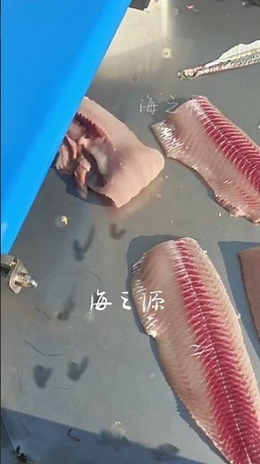 Fish skinning machine #fillet #fishprocessing #fish #seafoodprocessing #food #machine