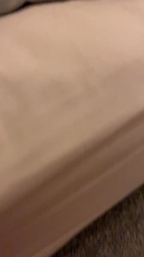 Domestic Cat: Orange and White Fur Behavior