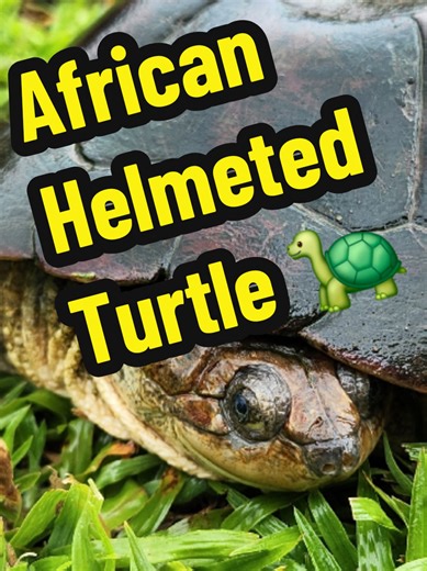 The African helmeted turtle, also known as the marsh terrapin or crocodile turtle, is a hardy freshwater species found across sub-Saharan Africa. It’s a side-necked turtle, folding its head sideways under its shell. When water dries up, it can bury itself in mud and survive for months. An opportunistic feeder, it eats insects, fish, frogs, and even carrion, helping keep ecosystems balanced. Despite its tough reputation, this adaptable turtle plays an important role in African wetlands. #nature #