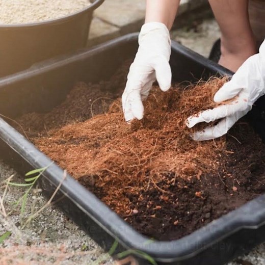 Unlock the Secret to Thriving Peonies with This Essential Soil Tip