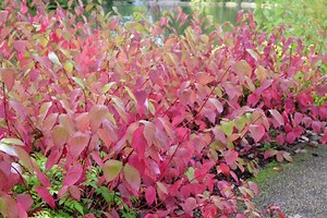 Comme un feu ardent dans le jardin : cet arbuste au feuillage d’automne flamboyant est à planter maintenant !