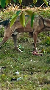 gray wolf#wolfhorror #wolfhowlingsound