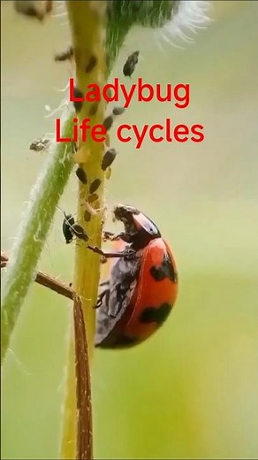 Ladybug Life Cycle UNVEILED 🐞✨ #Shorts